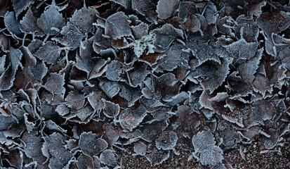 Withered frozen leaves on ground in early autumn
