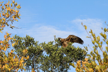 Wahlbergsadler / Wahlberg's  Eagle / Aquila wahlbergi
