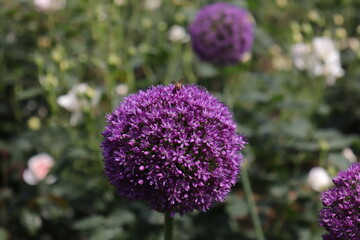 Close up view of hybrid Rose with yellow, orange, white and pink color with blurred background in a garden in Sichuan, China
