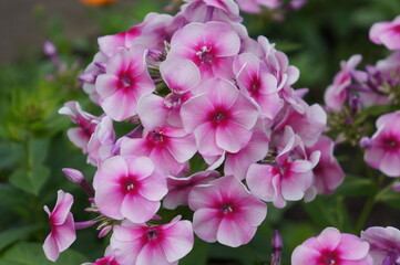 Fototapeta premium Flowers