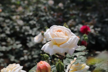 Close up view of white rose with blurred background