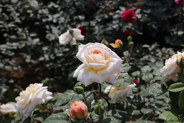Close up view of white rose with blurred background