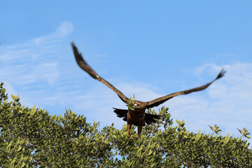 Wahlbergsadler / Wahlberg's  Eagle / Aquila wahlbergi.