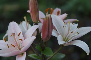 Obraz premium Flowers