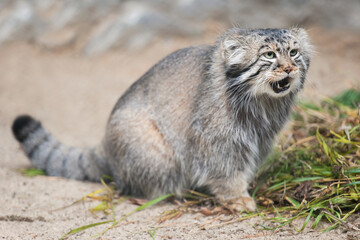 Pallas's cat (Otocolobus manul). Manul is living in the grasslands and montane steppes of Central Asia. Portrait of cute furry adult manul on the sand. Instinct to hunt