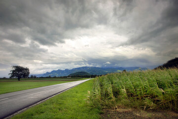 carretera con campo de trigo
