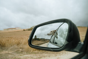 mirror with dog