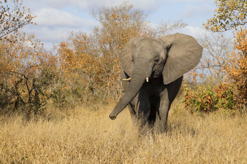 Fototapeta premium Afrikanischer Elefant / African elephant / Loxodonta africana.