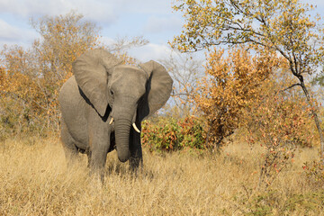 Obraz premium Afrikanischer Elefant / African elephant / Loxodonta africana.