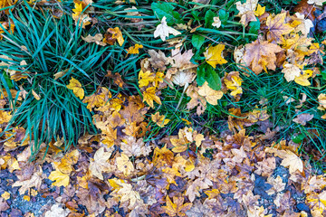 Fototapeta na wymiar Fallen yellow autumn leaves on green summery grass. Photo that captures the contrast between summer and fall colors and the seasonal changes. Top view.