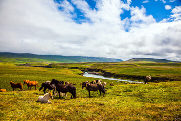 Only one breed of horse lives in Iceland.