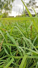 grass with dew drops
