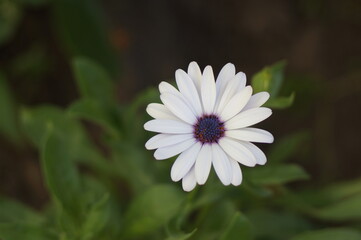 Obraz premium Flowers