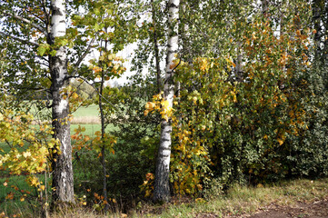 Birches starting to turn yellow by the road in the village