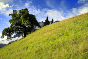 Fototapeta na wymiar Prado verde en la montaña 