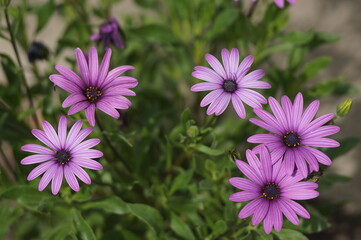 Obraz premium Flowers