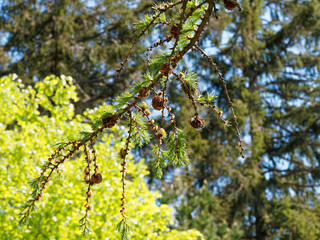 Larix decidua or European larch, large conifer tree of moutain with hanging branches, light green to bright yellow leaves needle-like, brown and grey-black cones