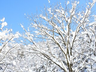 冬　木　白山　白山手取川ジオパーク