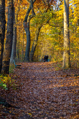 Gorgeous Walk in the Park