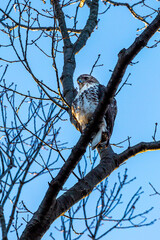 Red-tailed Beauty
