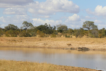 Afrikanischer L&ouml;we / African lion / Panthera Leo.