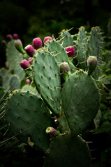 prickly cactus