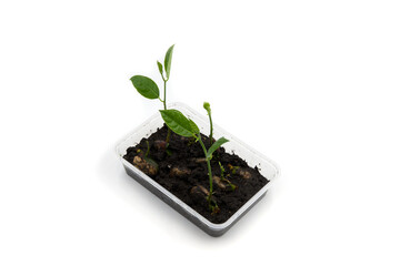 Green sapling from seed in plastic tray on white background. Growing plant from seed concept. Slow and steady development. Fresh green saplings in black soil. Botanical hobby