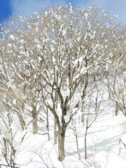 冬　木　白山　白山手取川ジオパーク