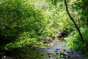 Quiet summer stream near the Top of the Rock Pod Páirc and Walking Centre in Drimoleague west Cork Ireland 