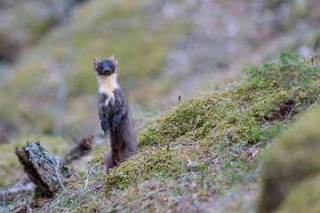 The European pine marten (Martes martes)