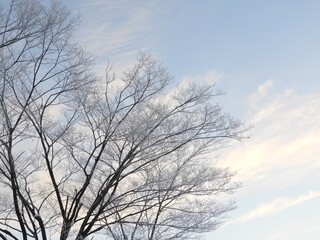 冬　木　白山　白山手取川ジオパーク