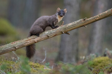The European pine marten (Martes martes)