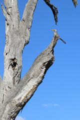 Naklejka premium Südlicher Gelbschnabeltoko / Southern yellow-billed hornbill / Tockus leucomelas