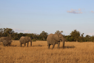 Obraz na płótnie Canvas Afrikanischer Elefant / African elephant / Loxodonta africana.