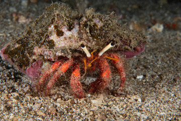 Hermit Crab