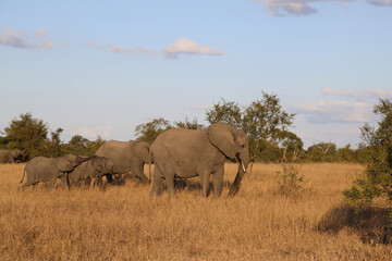 Naklejka premium Afrikanischer Elefant / African elephant / Loxodonta africana.