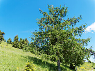 (Larix decidua) European larch with branches covered of green foliage in summer under a beautiful blue sky in Black-Forest in Germany - obrazy, fototapety, plakaty