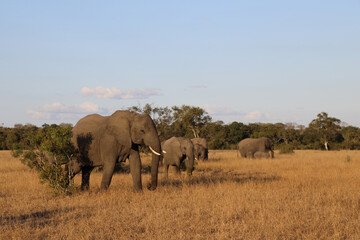 Obraz premium Afrikanischer Elefant / African elephant / Loxodonta africana.