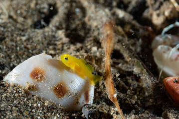 Yellow Pygmy-goby Lubricogobius exiguus