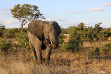 Fototapeta premium Afrikanischer Elefant / African elephant / Loxodonta africana