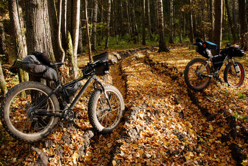 Fatbikes in the autumn forest on the road. Sunny autumn day. Outdoor sport activity. Bikepacking.
