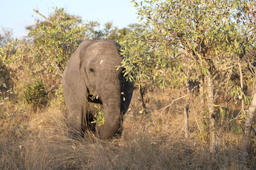 Fototapeta premium Afrikanischer Elefant / African elephant / Loxodonta africana.