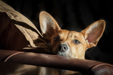 dog with large ears on a leather sofa in sunlight