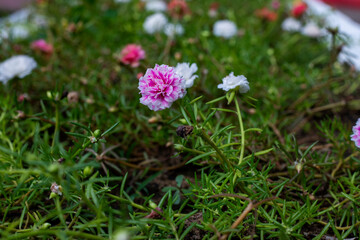Tiny pink flower on green grass, summer garden photo. Spring or summer nature. Blooming flower on green background. Modest flower on summer meadow card template. Gardening hobby. Growing flower