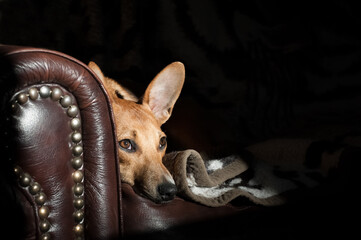 wide-eyed dog with big ears on a leather sofa with copy-space