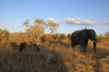 Obraz premium Afrikanischer Elefant / African elephant / Loxodonta africana.