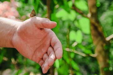 Beauty butterfly on hand with blurred background. Butterfly closeup. Nature. Macro, Butterfly on hand in jungle the beauty of nature