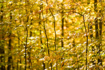 Yellow Forest