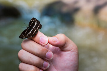 Beauty butterfly on hand with blurred background. Butterfly closeup. Nature. Macro, Butterfly on hand in jungle the beauty of nature