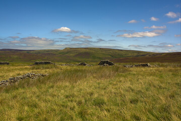 Obraz premium cows in the field